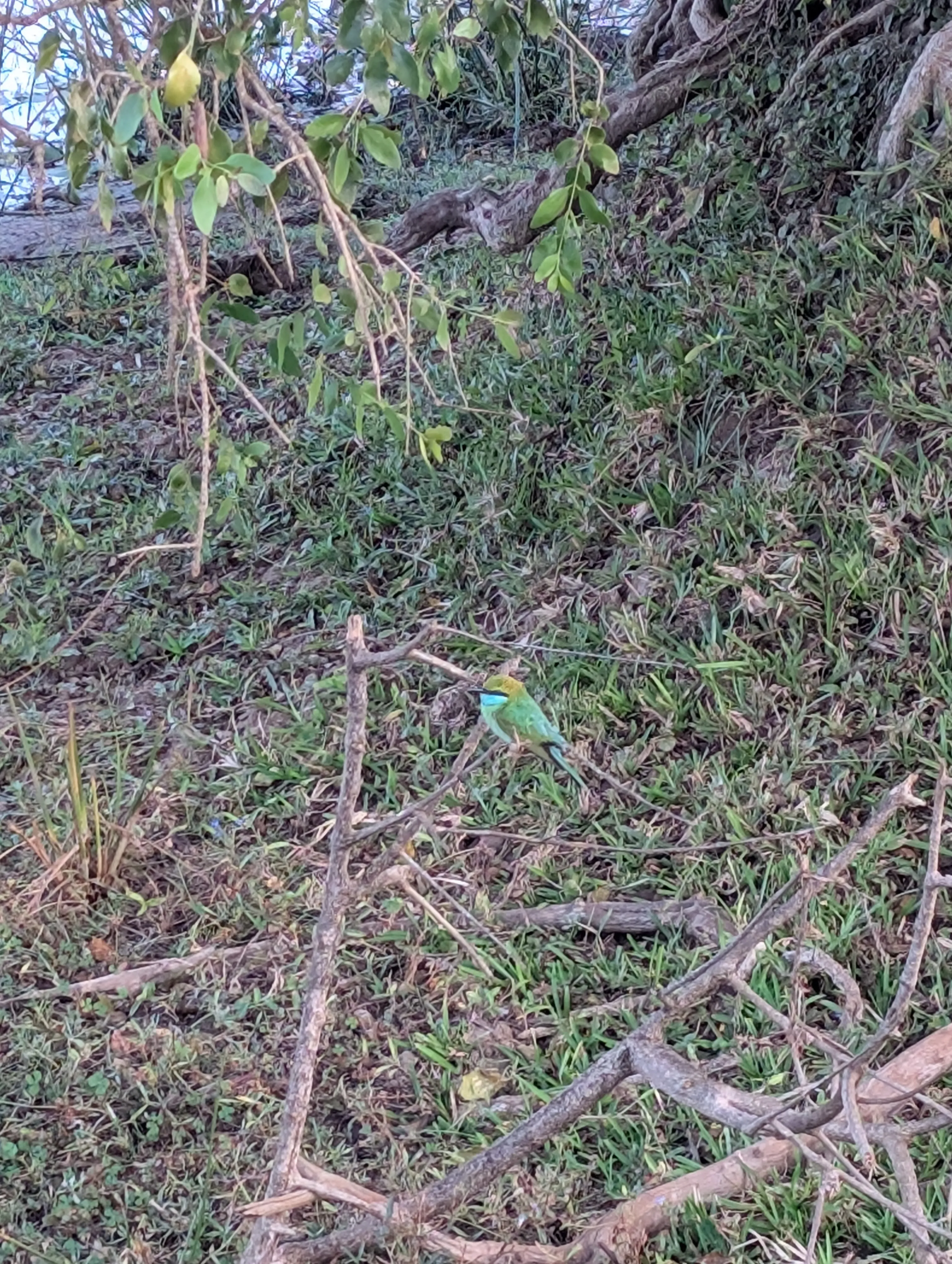 Bee eater