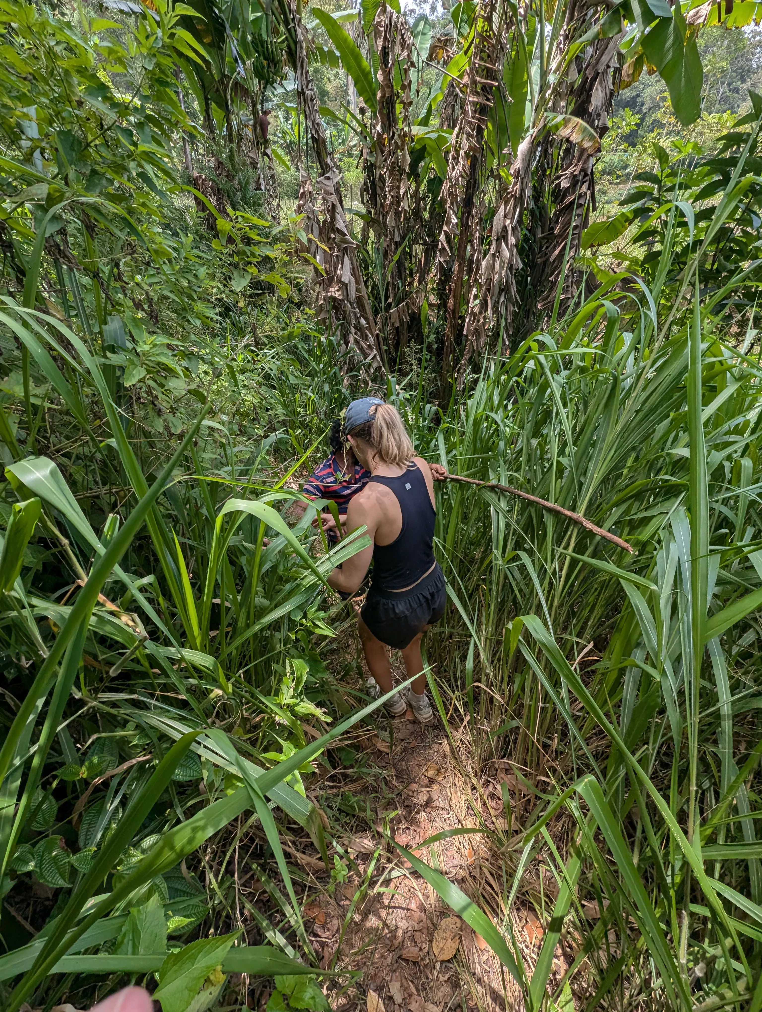 Bushwacking