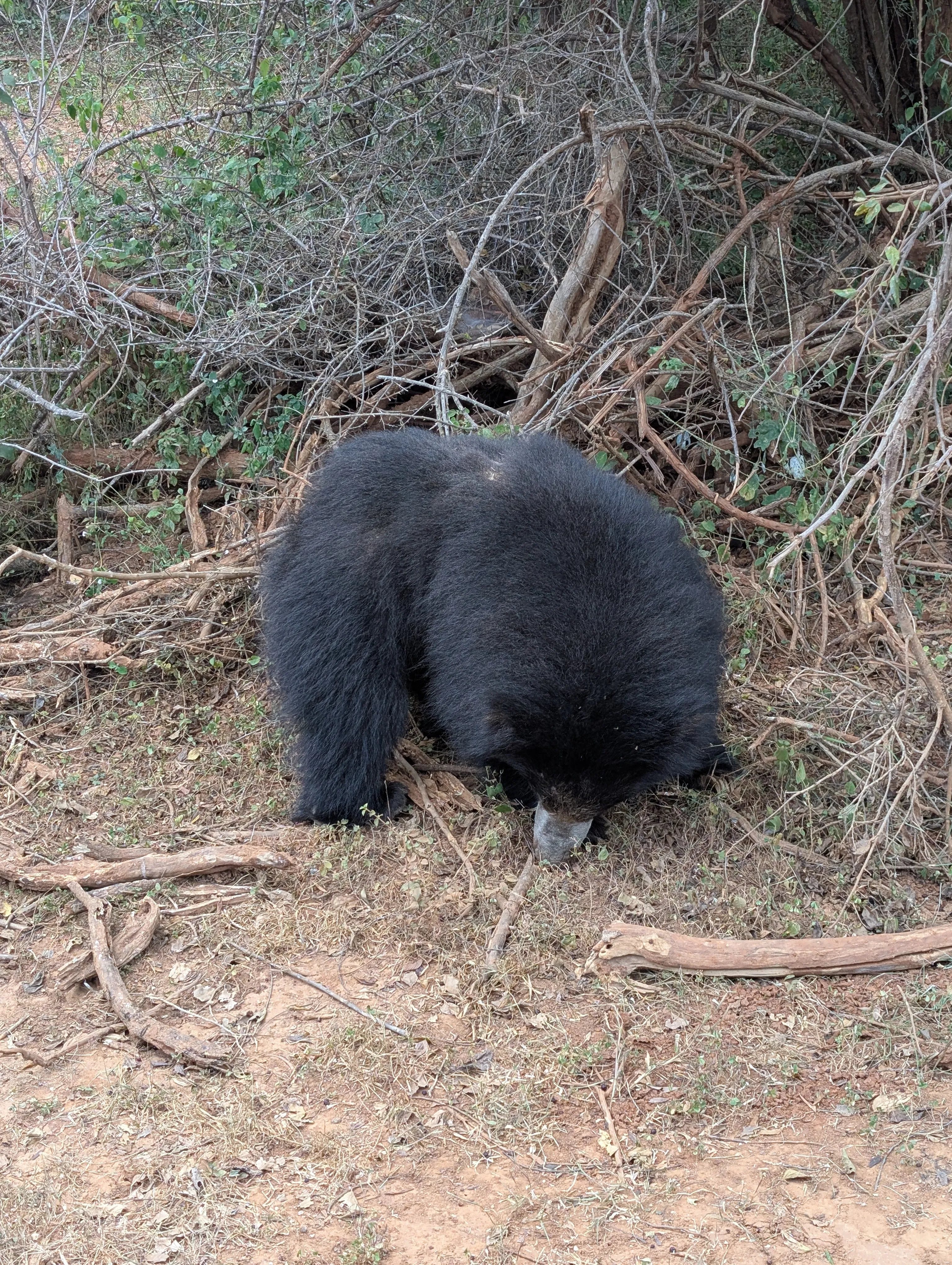 Sloth bear