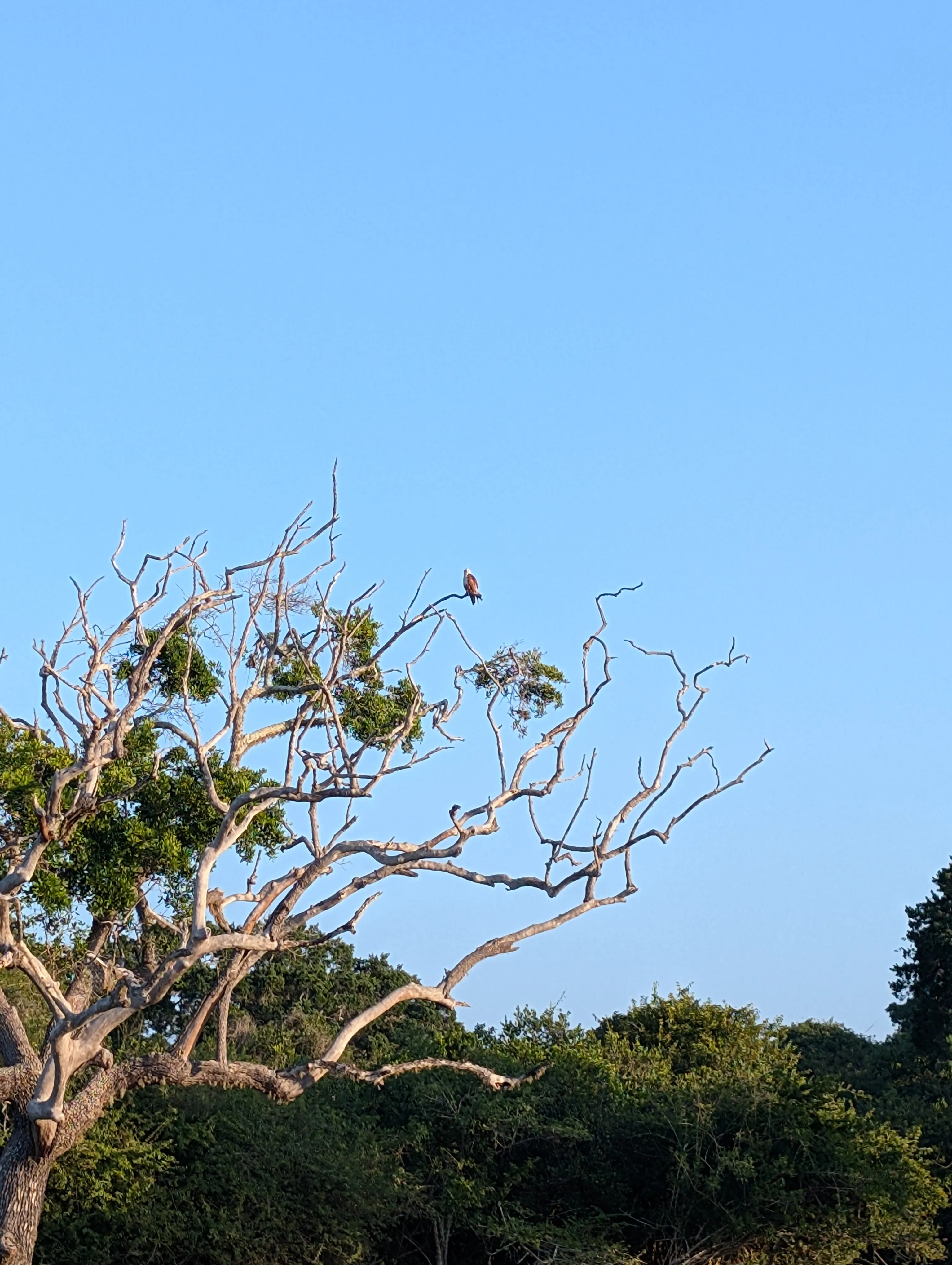 Eagle again